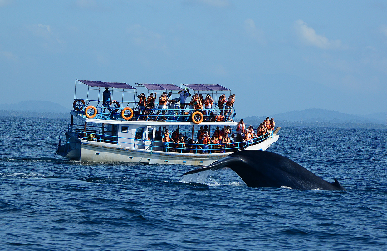 whale-watching-in mirissa