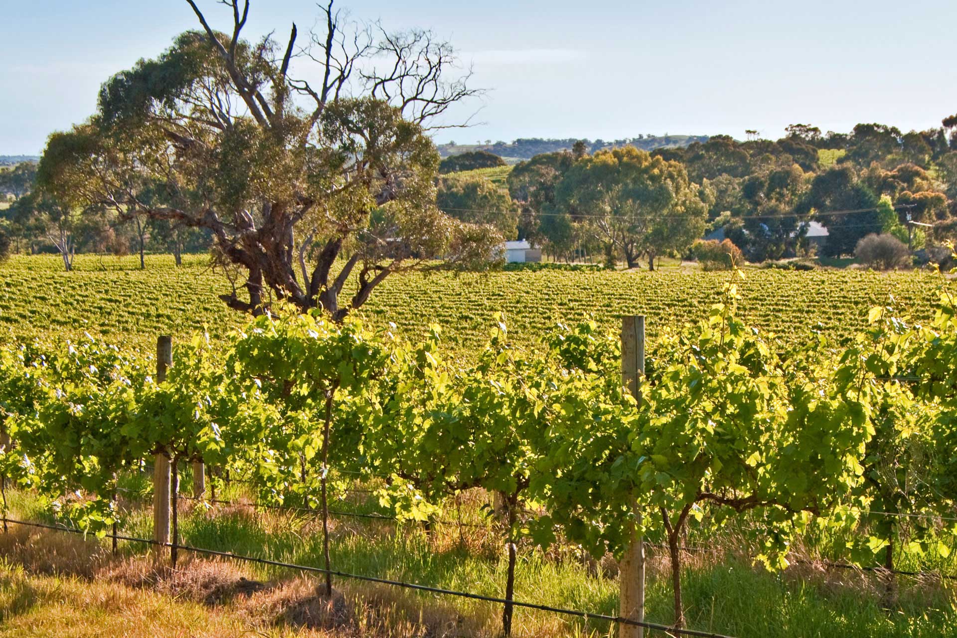 australia's southern wine region
